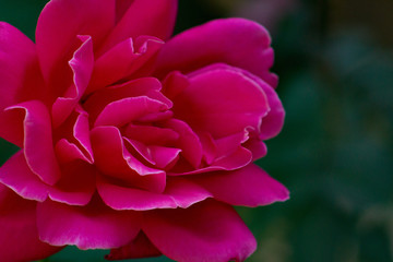 Perfect gorgeous pink rose fully open in a garden with right hand copy space.