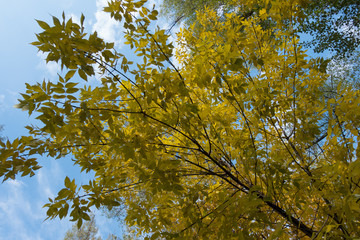 Fototapeta premium Branches of red ash against the sky in October