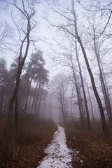 Obraz premium Foggy path with trees in the deep forest in Pannonhalma, Hungary