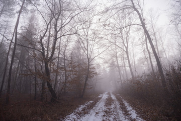 Fototapeta na wymiar Foggy path in the forest