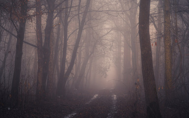 Foggy path in the forest. Illak forest, near Pannonhalma in Hungary