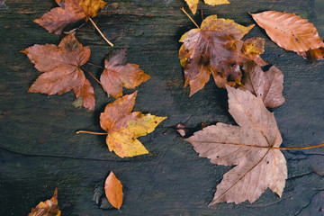 Herbstblätter auf Holzhintergrund