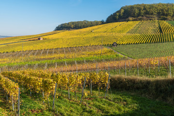Weinberge am Gaffenberg in Heilbronn im Herbst
