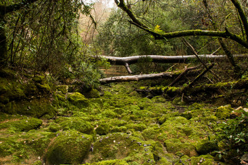 Rio de Mouros, Condeixa-a-Velha, Portugal, Europe This river dries in summer and reborn in winter, but this year because of the dry still has no water