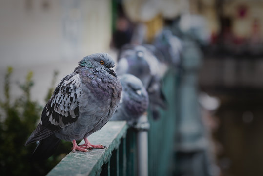 Wilde Tiere in der Stadt