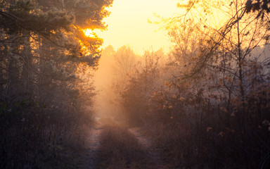 Foggy and frosty winter forest with foot path at sunset time. Illak forest, near Pannonhalma in Hungary