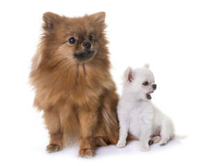 chihuahua and spitz