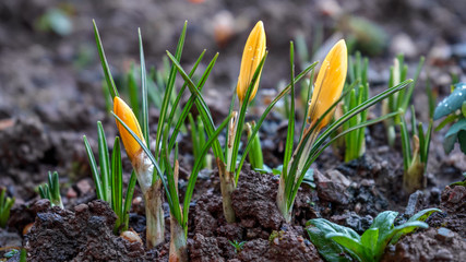 Yellow Crocus Flowers growing in garden with rain drops comming out of soil
