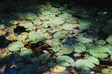 Water lillies, Nymphaeaceae, in tropical rainforest