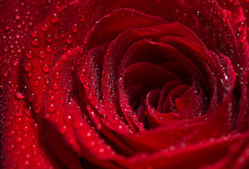 Fototapeta premium Red Rose Flower closeup