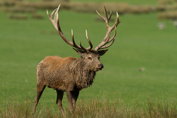 Naklejka na ściany i meble Deer Stag Animal