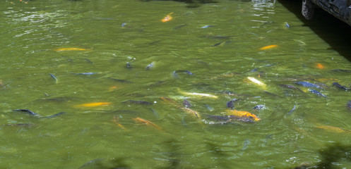 School of tropical fish during feeding time