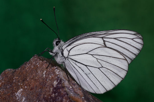 Farfalla Macro
