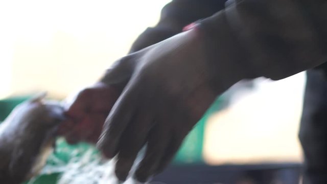 Close up on fishermen sorting fish catch
