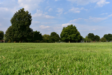 Sommerwiese mit Bäumen und Himmel