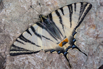 Farfalla Macro