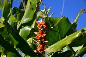 Obraz premium plant with red berries