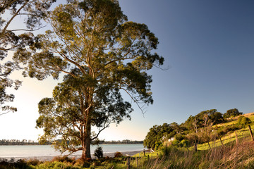 Obraz premium trees on the shore of the bay