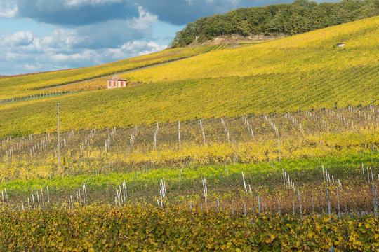 Weinberge am Gaffenberg in Heilbronn im Herbst