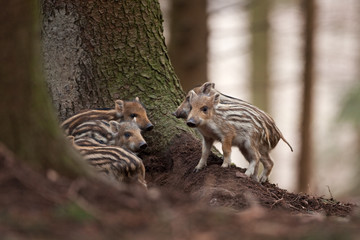 wild boar, sus scrofa, Czech republic