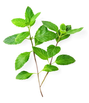 fresh spearmint leaves isolated on the white background