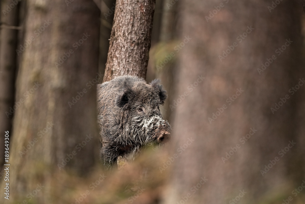 Wall mural wild boar, sus scrofa, czech republic