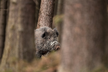 wild boar, sus scrofa, Czech republic