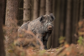 Fototapeta premium wild boar, sus scrofa, Czech republic
