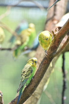 Two Cute Little Parakeets in a Tree