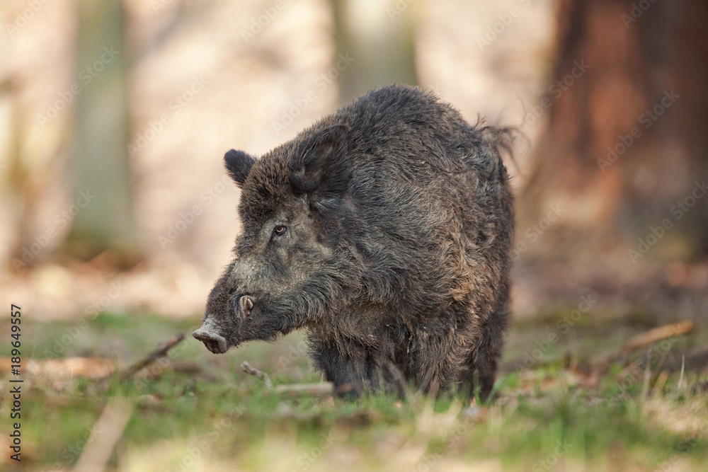 Wall mural wild boar, sus scrofa, czech republic