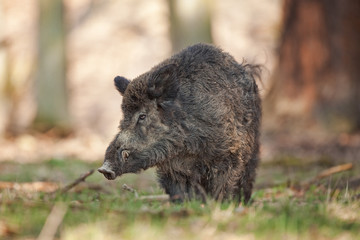 Fototapeta na wymiar wild boar, sus scrofa, Czech republic