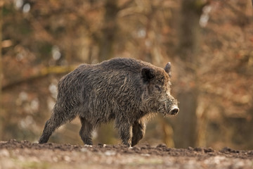 wild boar, sus scrofa, Czech republic
