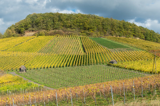 Weinberge am Gaffenberg in Heilbronn im Herbst