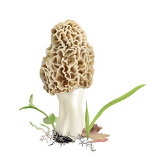 Morel mushroom in natural environment.  Morchella esculenta. Realistic vector illustration on white background.- 189650367