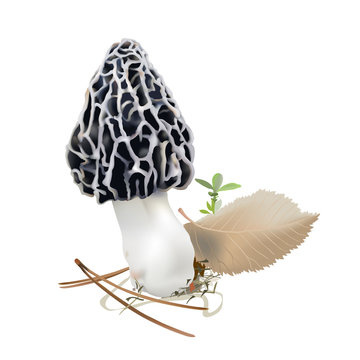 Morel mushroom in natural environment. Morchella  rufobrunnea. Realistic vector illustration on white background.
