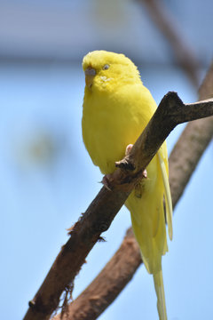 Adorable Face of a Yellow Budgie Parakeet