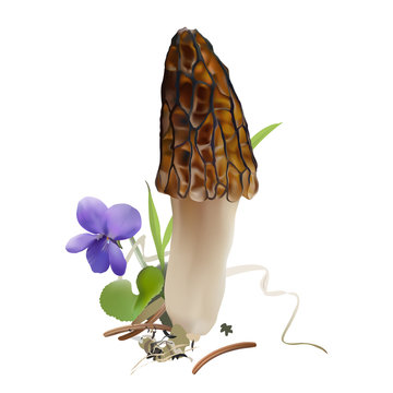 Morel mushroom in natural environment.  Morchella elata. Realistic vector illustration on white background.
