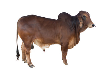 Good brahman cow isolate on white background,This has clipping path - obrazy, fototapety, plakaty
