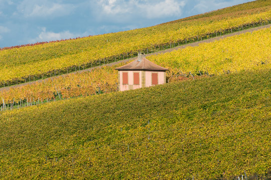 Weinberge am Gaffenberg in Heilbronn im Herbst