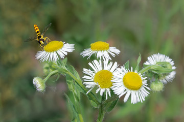 Obraz premium Ape Macro