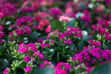 violet flowerbed wallpaper