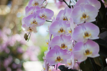 Fototapeta na wymiar pink orchids in garden
