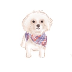Little dog with scarf