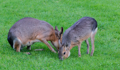 Pampashase in der freien Wild Landschaft