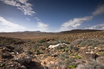 Fuerteventura Desert