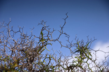 Fuerteventura Desert