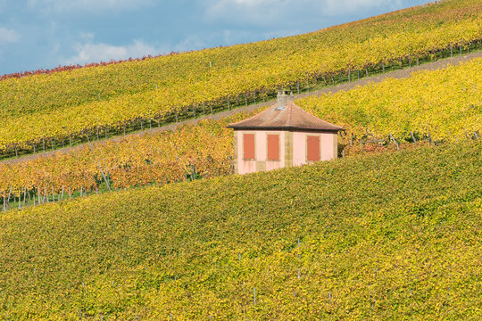Weinberge am Gaffenberg in Heilbronn im Herbst