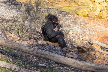 Chimpanzee in natural habitat