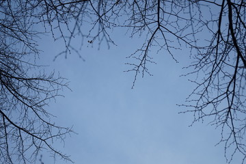 dead branches 