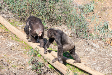Chimpanzee male and female in mating season in natural habitat